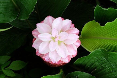 ปทุมมา  ดอกไม้ไทยในนวัตกรรมธรรมชาติ